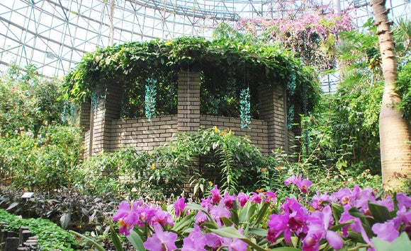 熱帯・亜熱帯植物が楽しめる「トロピカルドーム温室」