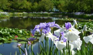 水辺を彩る花菖蒲（ハナショウブ）と睡蓮（スイレン）の競演