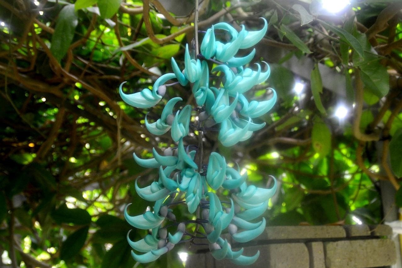 翡翠のような神秘的な青い花「ヒスイカズラ」も開花！