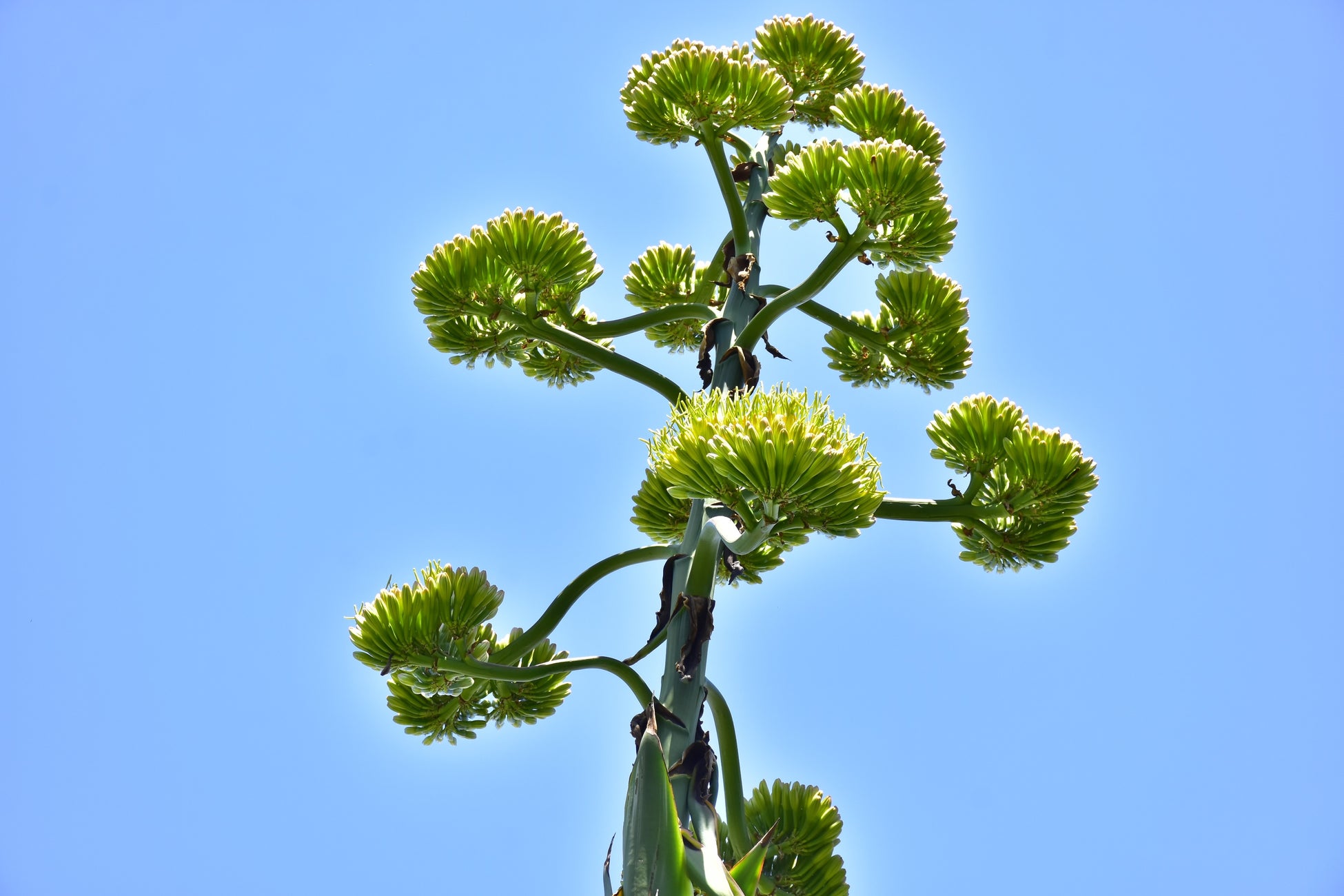 6月7日 酒竜舌、開花