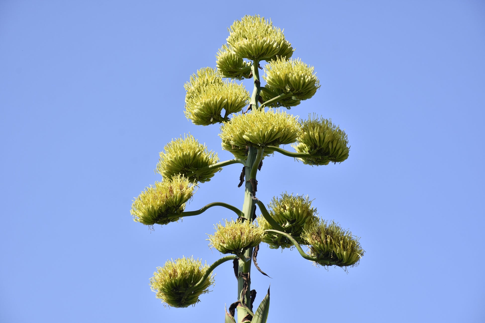 6月16日 酒竜舌、花部分