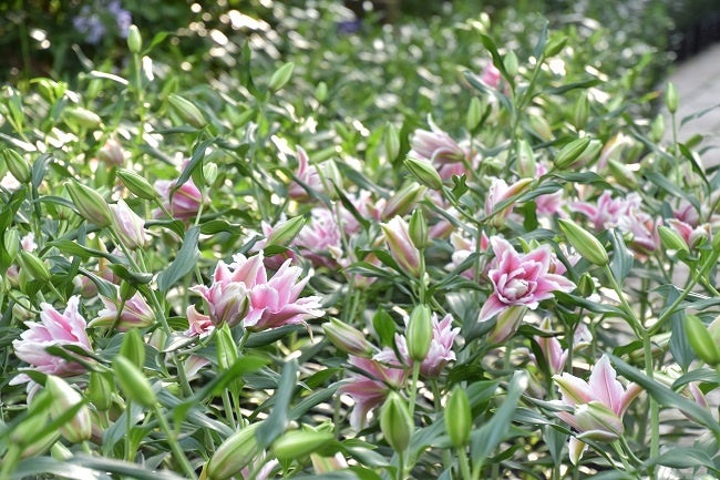 開花が進むローズリリー ※6月20日時点