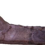 安心院地域から見つかったサイの下顎化石（所蔵：琵琶湖博物館）
