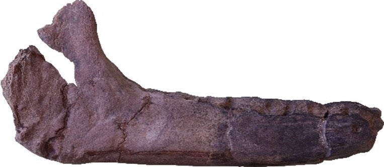 安心院地域から見つかったサイの下顎化石（所蔵：琵琶湖博物館）