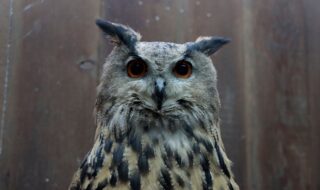 ワシミミズクの「ビャッコ」