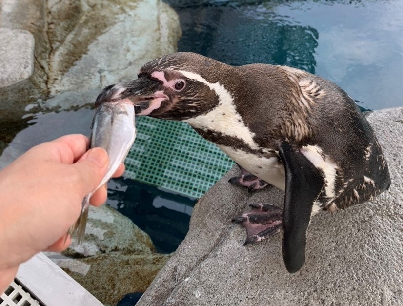 餌を食べるアトアのフンボルトペンギン