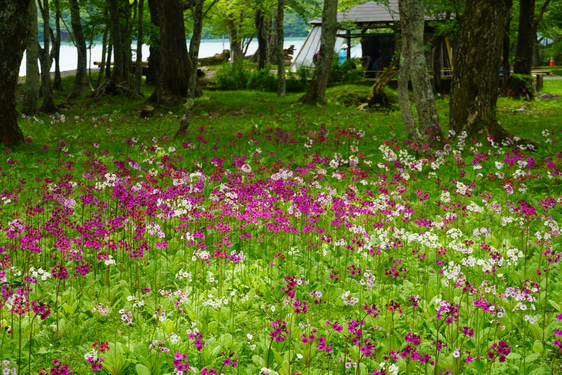 幻想的な風景が広がります