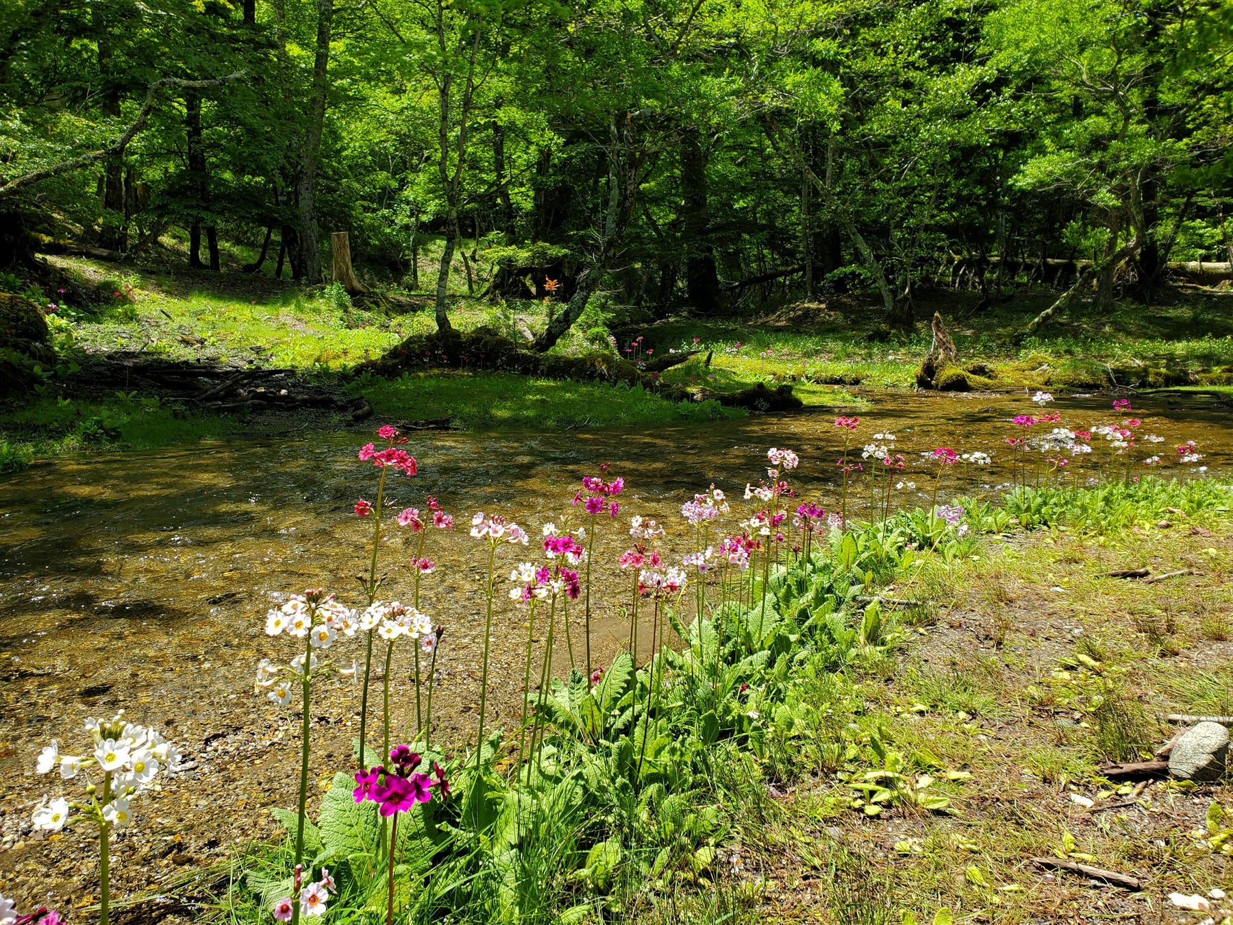 昨年の開花の様子（千手ヶ浜）