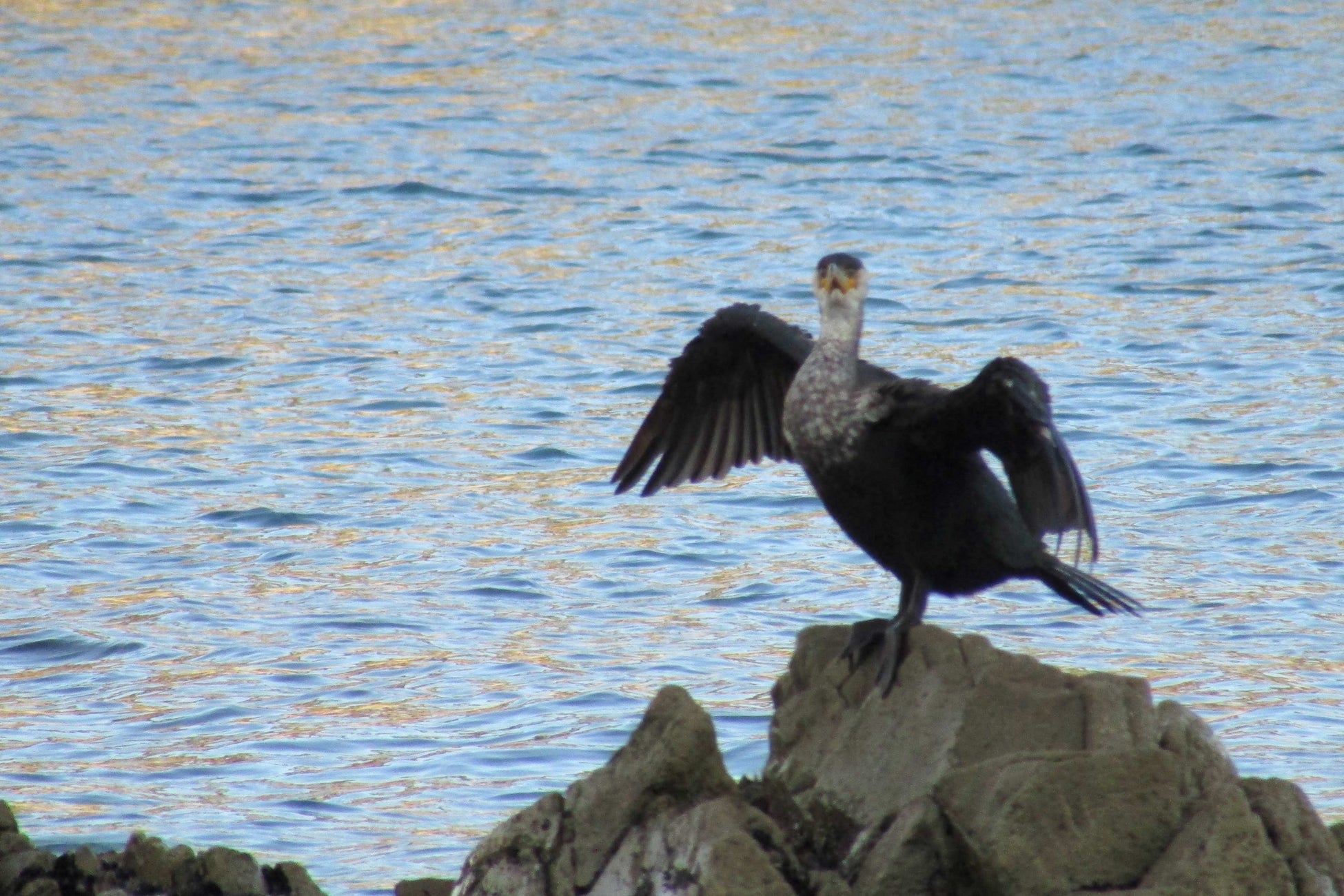 ウミウ　顔の黄色い模様が角ばっているのがウミウ、平らなものがカワウです。ウミウは光を反射すると羽が緑っぽく光ります：写真提供　浄土ヶ浜ビジターセンター