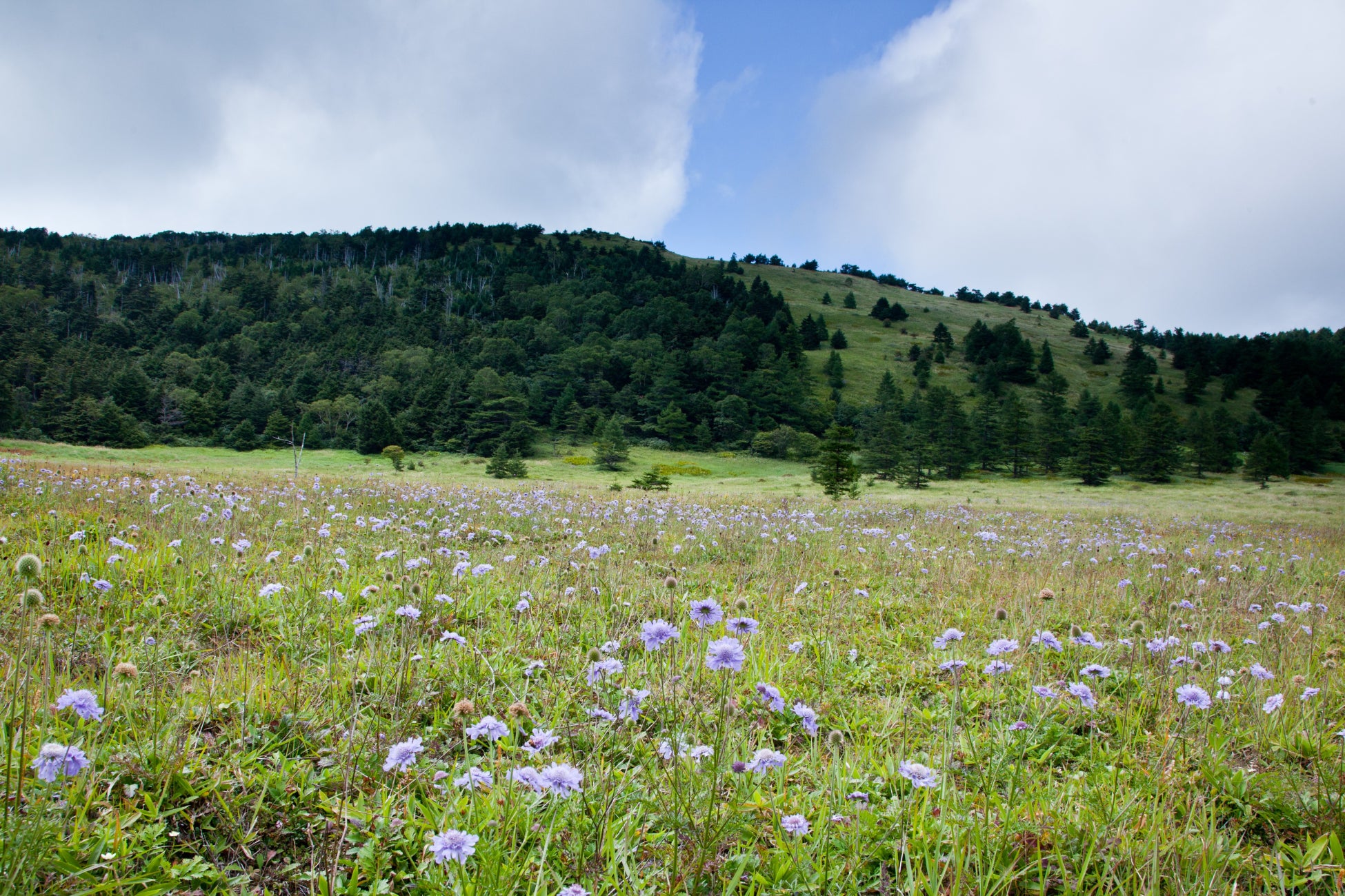 タカネマツムシソウのお花畑