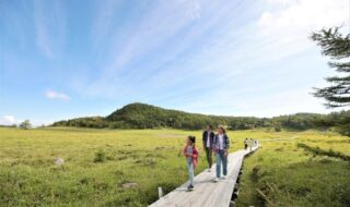 高山植物の宝庫「池の平湿原」を散策