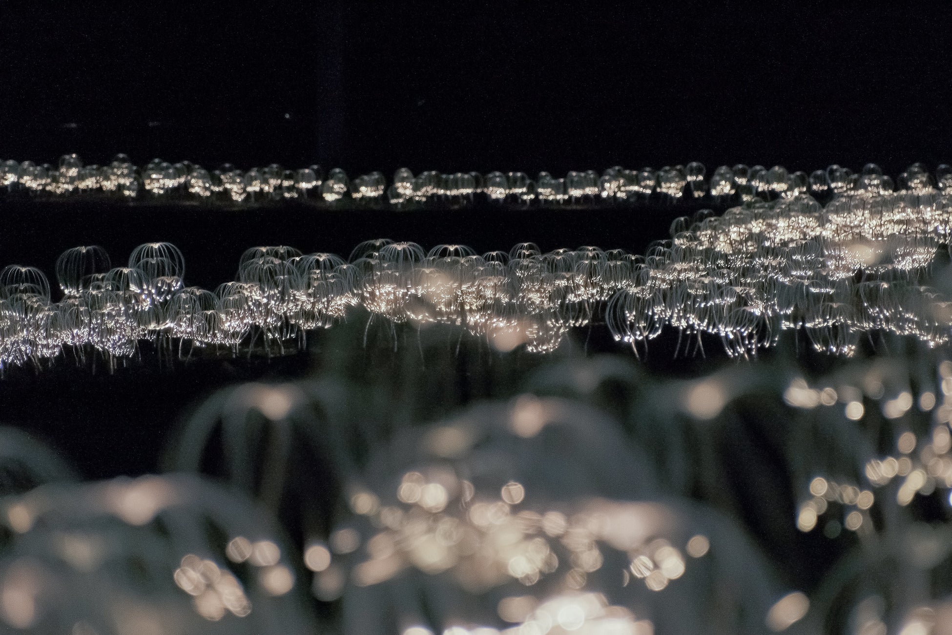 1.3kmの壮大な光のアートインスタレーション「Mountain Lights」