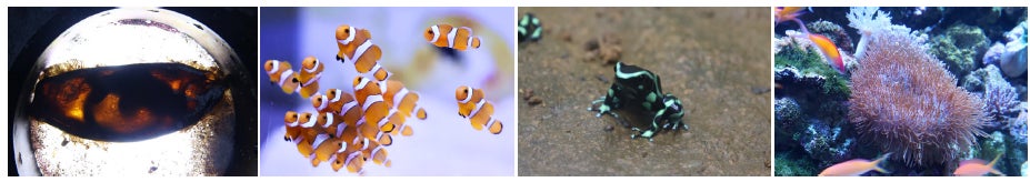 左から：イヌザメの卵／カクレクマノミ／マダラヤドクガエル／ウミキノコ ※イメージ