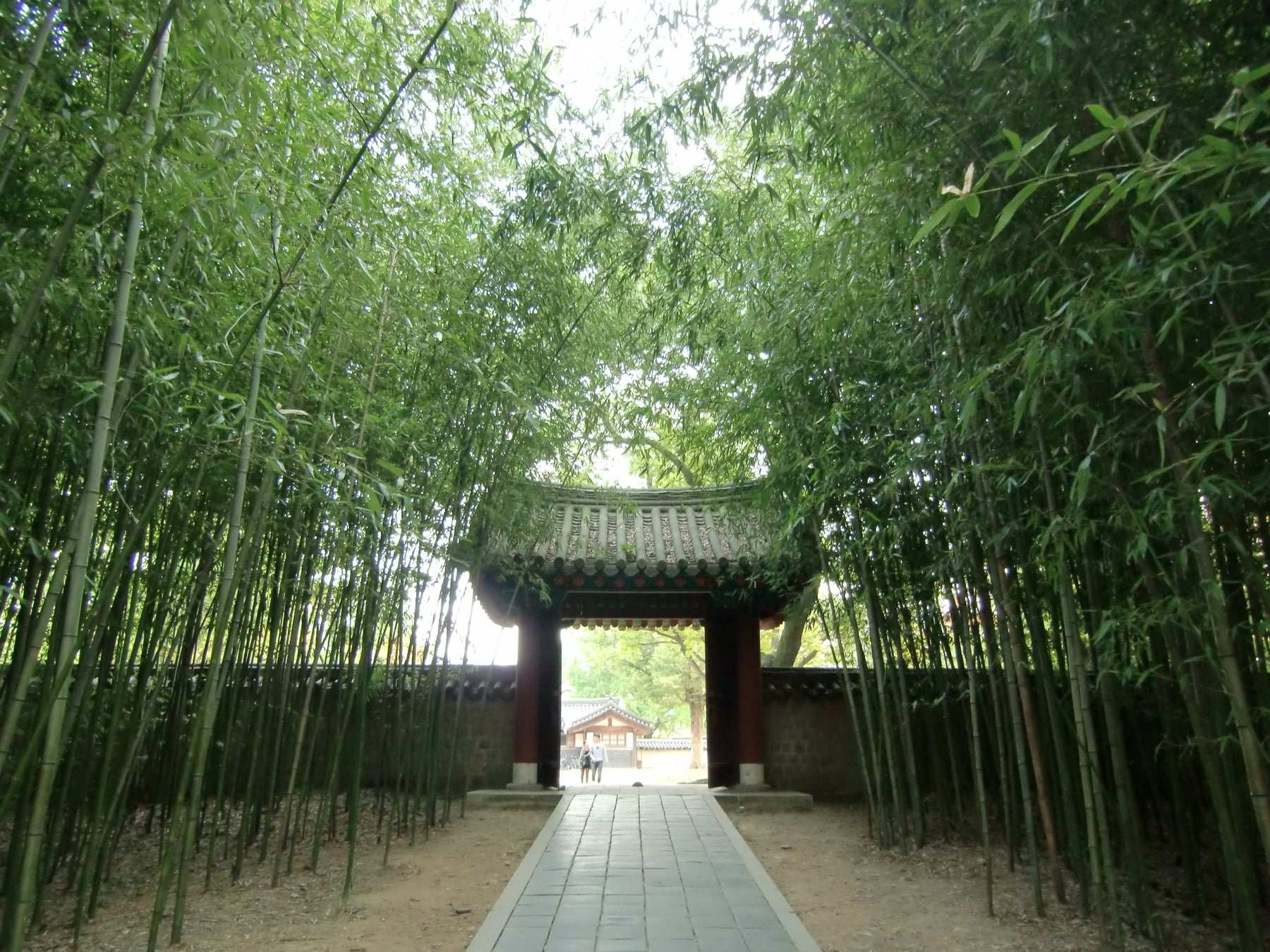 韓国歴史ドラマロケ地としても有名な全州韓屋村・慶基殿の竹林