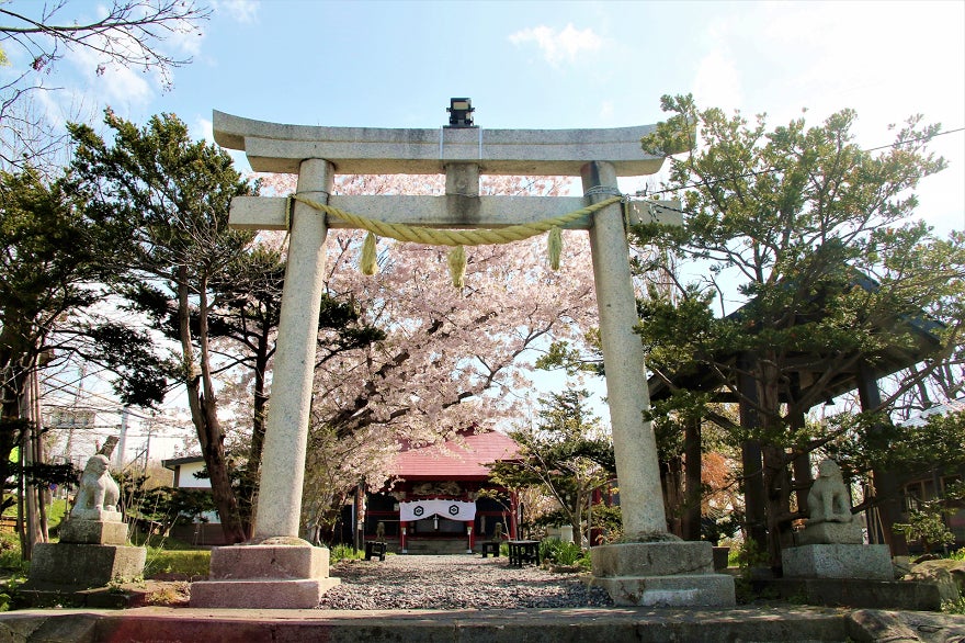 増毛厳島神社の本殿は北海道有形文化財に指定されています（写真は春）