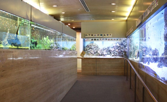「ミニ水族館」海水・汽水・淡水の魚や生物を約150種2500匹展示