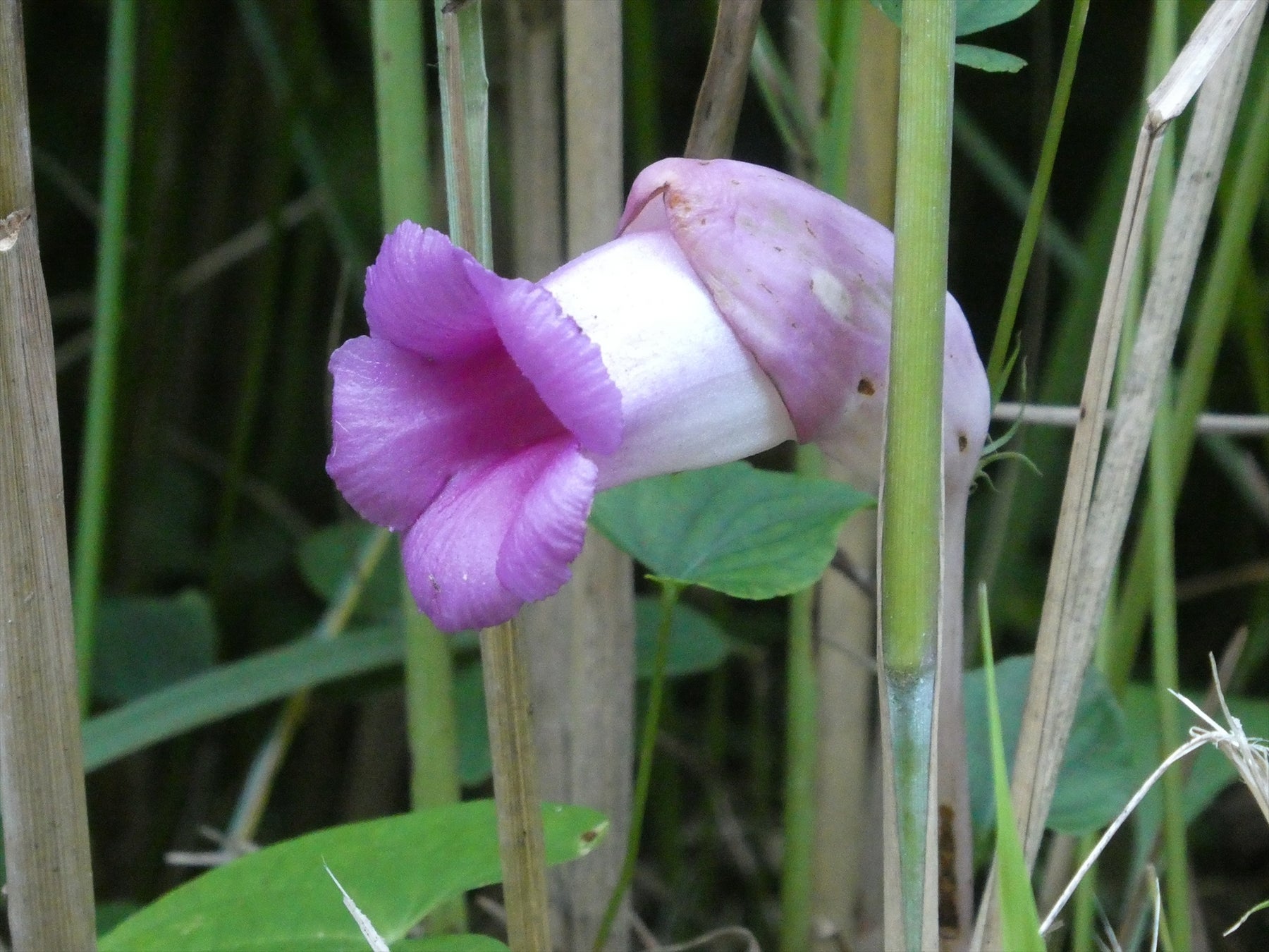 一年草の寄生植物「オオナンバンギセル」も開花がはじまりました（7月15日撮影）