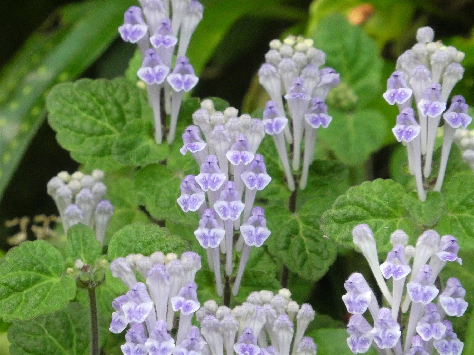 青紫色で細長い筒型の花冠がかわいらしい「コバノタツナミ」