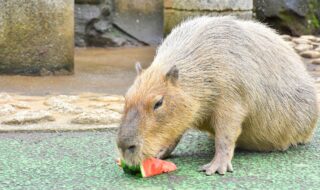 カピバラのスイカ早食い競争