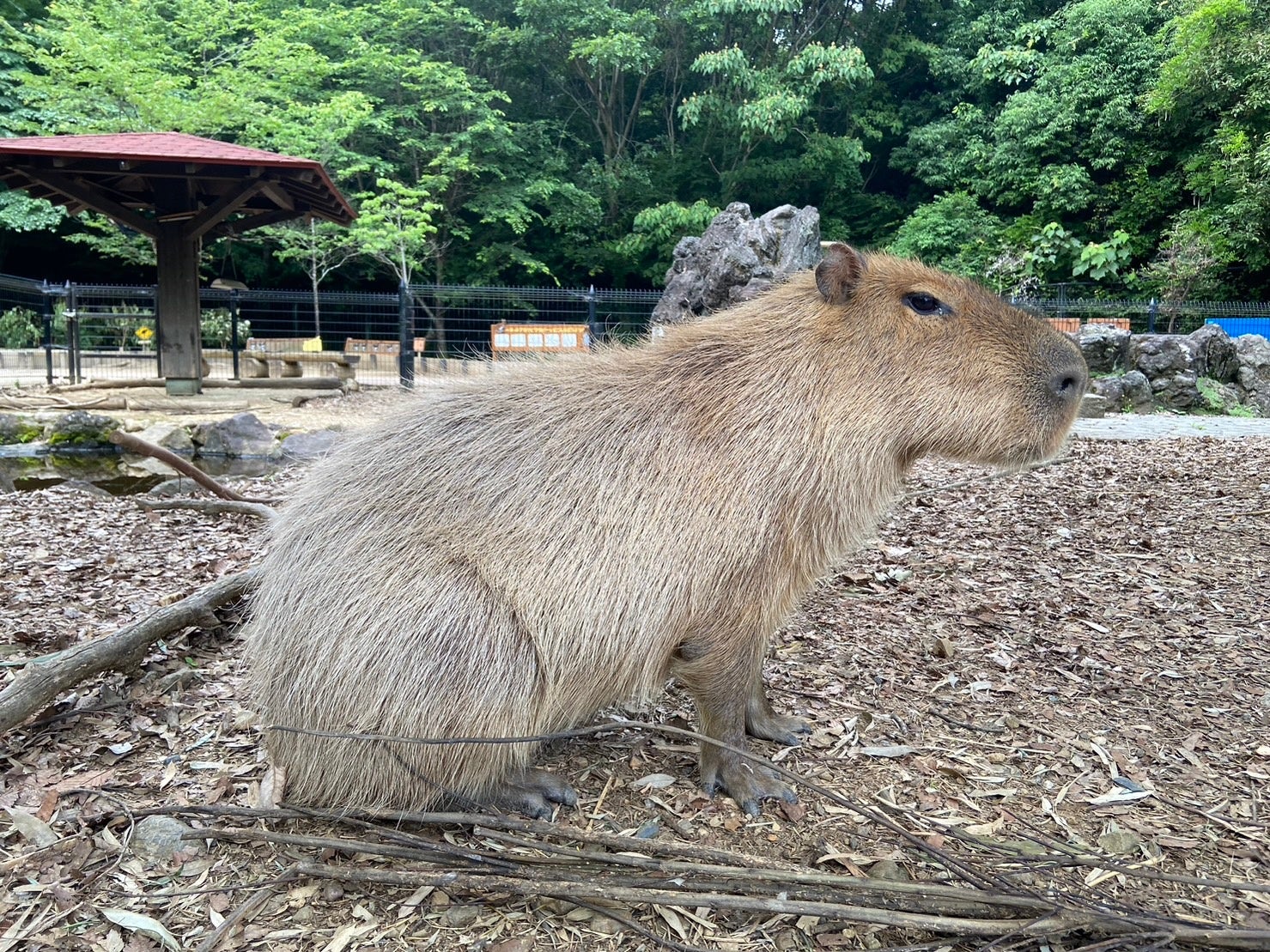 埼玉県こども動物自然公園「ヘチマ」