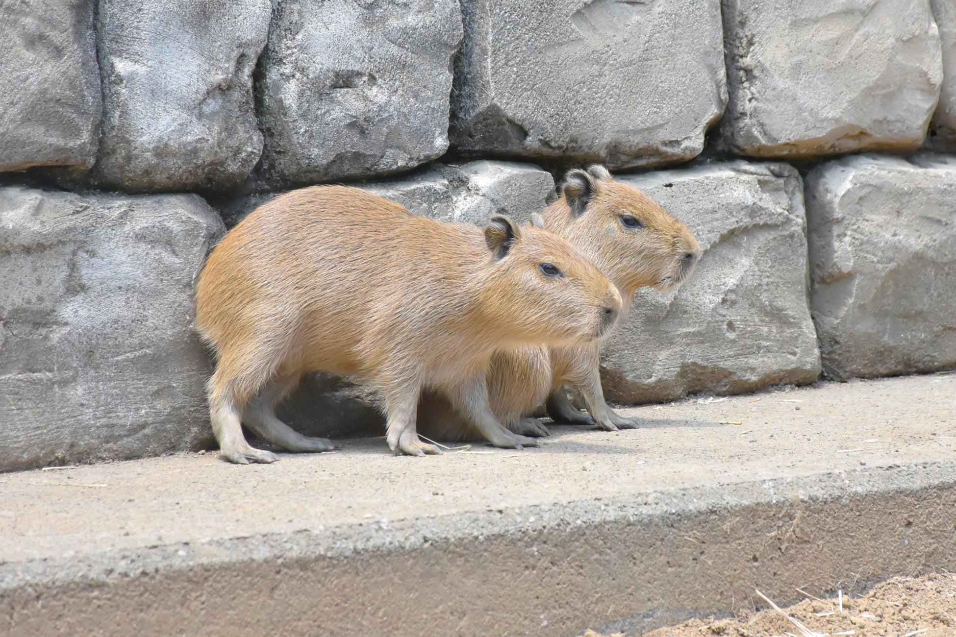 カピバラの赤ちゃん