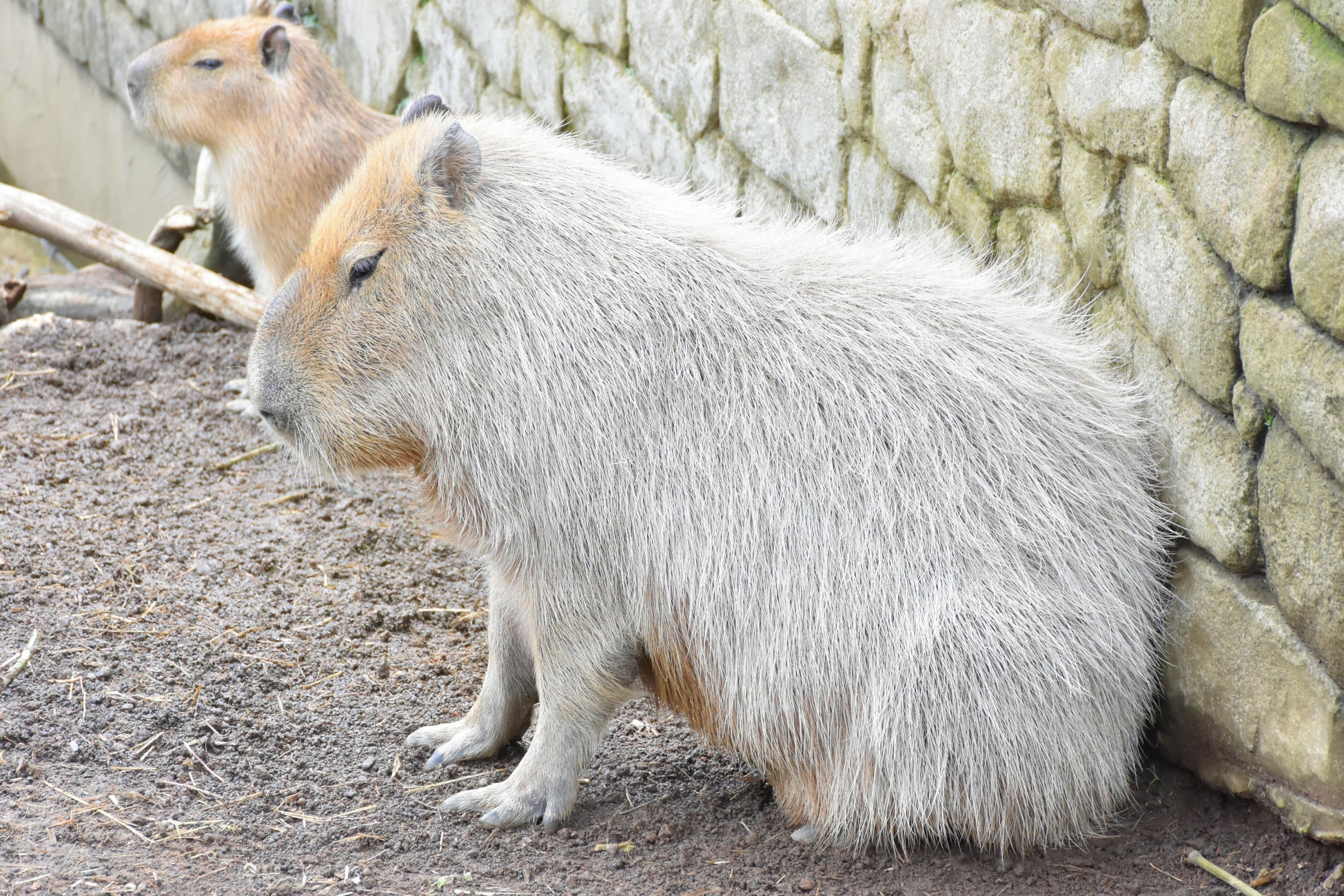 カピバラ