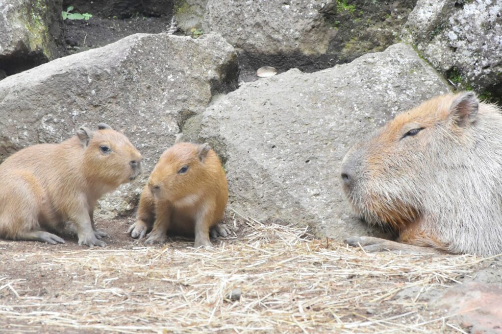 カピバラの赤ちゃん