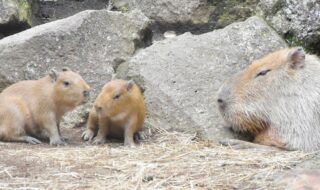 カピバラの赤ちゃん