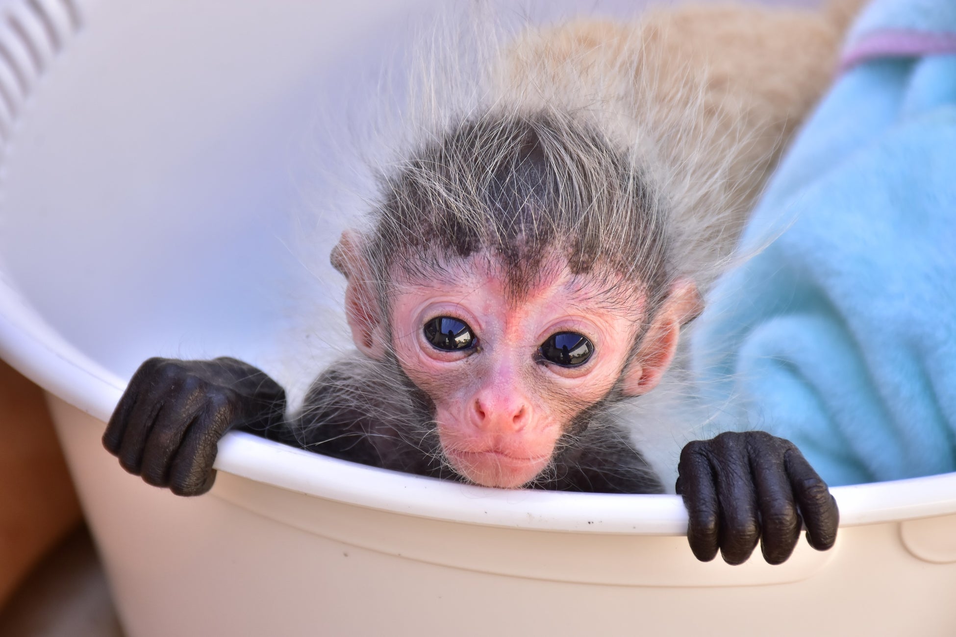 ジェフロイクモザルの赤ちゃん