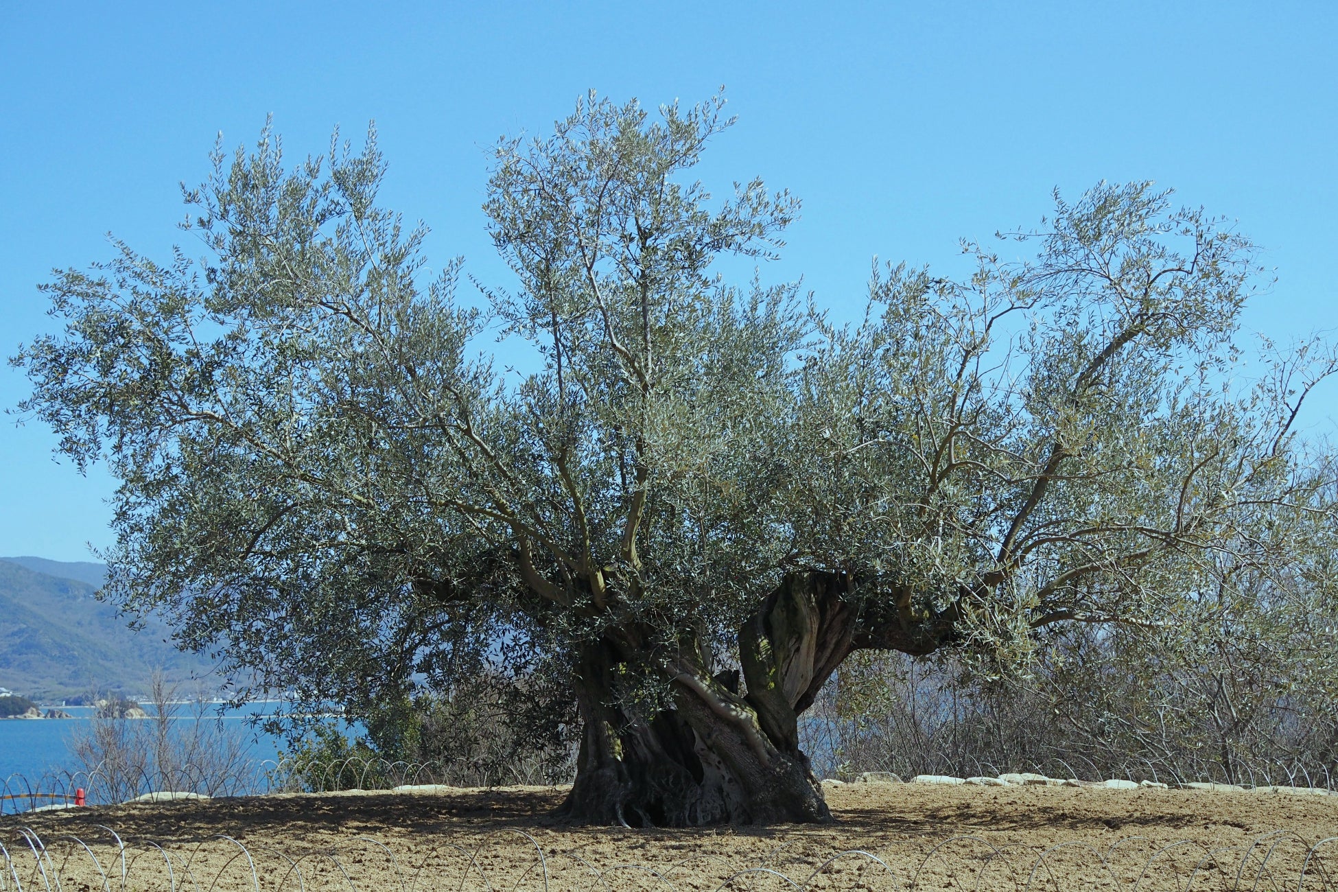 千年オリーブテラスのシンボルツリー「樹齢千年のオリーヴ大樹」