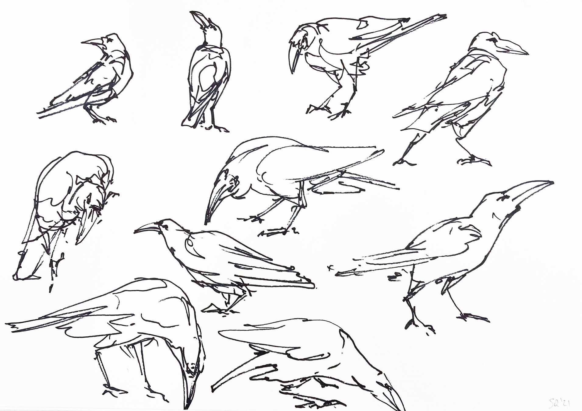 Crow sketch © Stephanie Quayle Courtesy of Gallery38