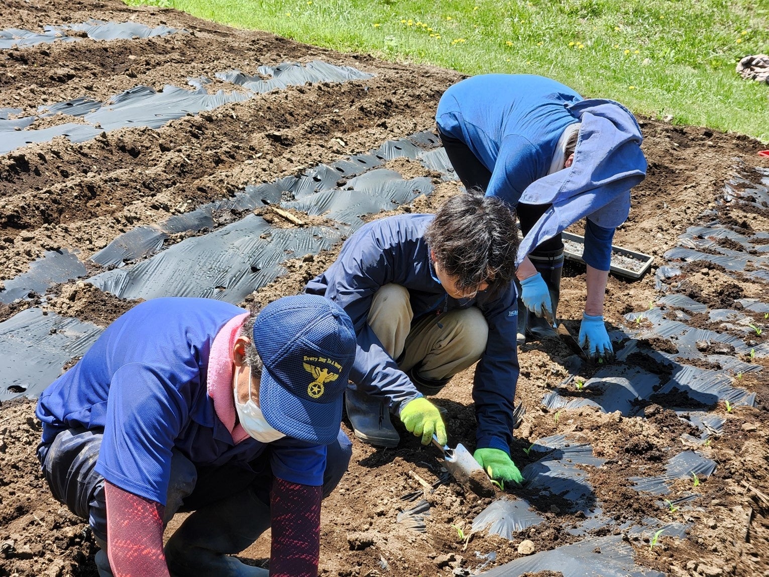 苗植えをするタングラムスタッフと地元農家さん