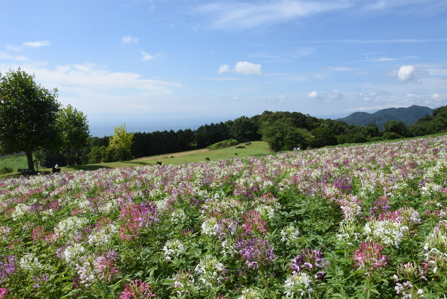 あわじ花さじき