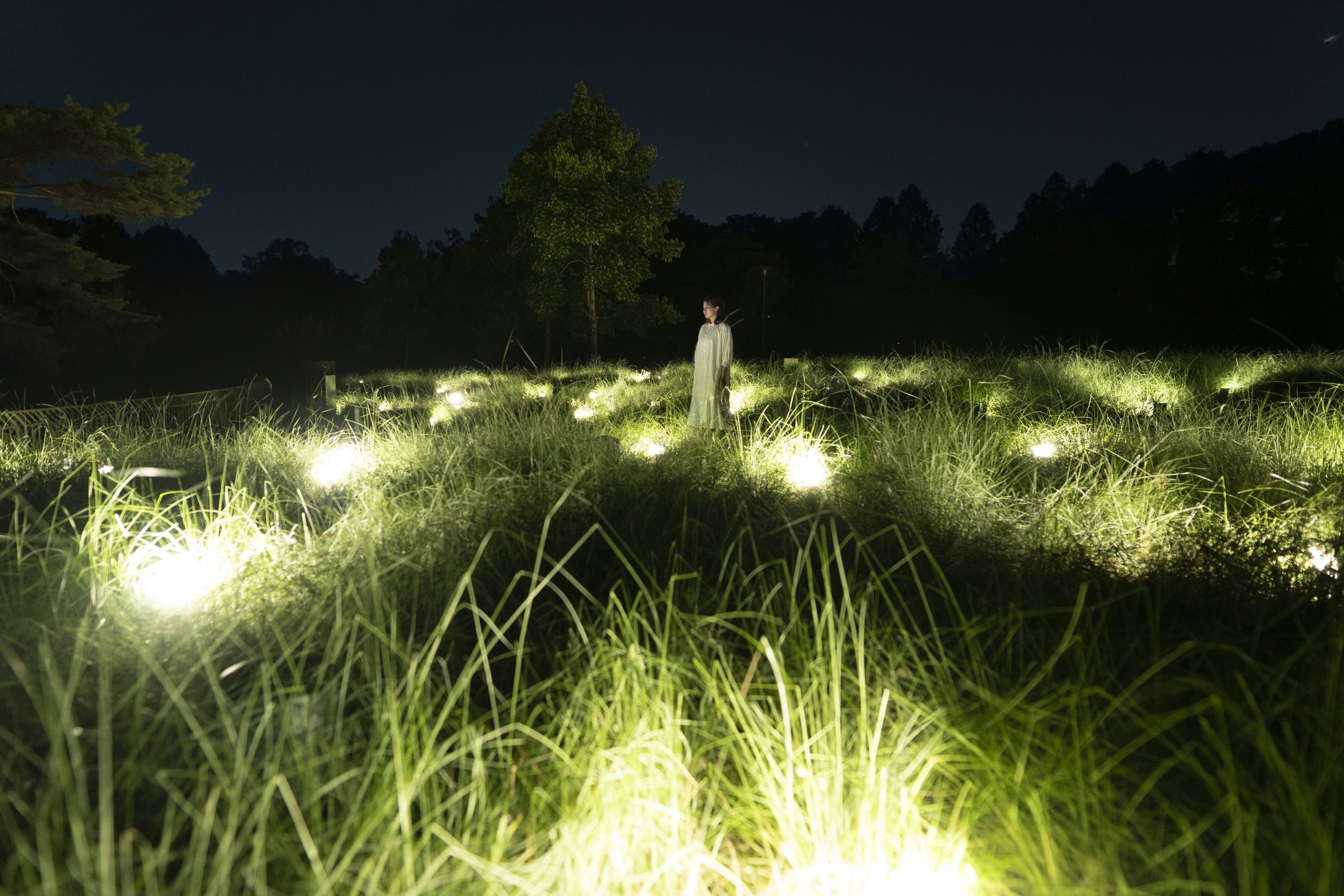 カピラリスの光は、人々が近くで立ち止まると、さらに強く輝き、音色を響かせる。チームラボ《光色の草原 - カピラリス》©チームラボ