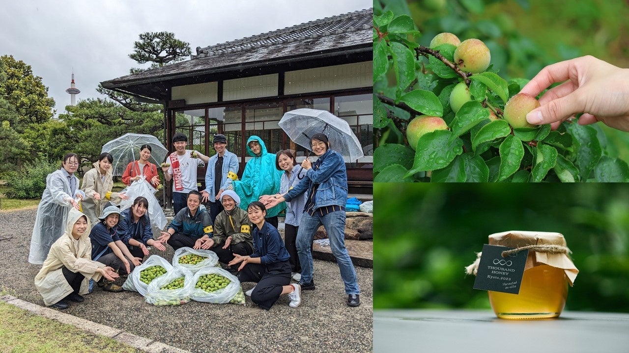 写真左、写真右上：渉成園での梅狩りの様子。写真右下：ホテル屋上で採取のはちみつ「THOUSAND HONEY」