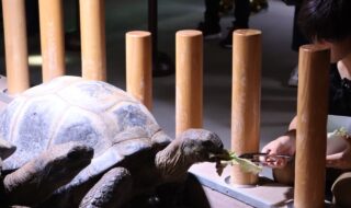 ゾウガメ餌やり体験の様子（イメージ）