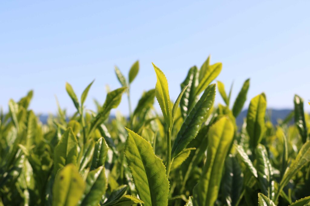 度会の豊かな自然が育む「伊勢茶」