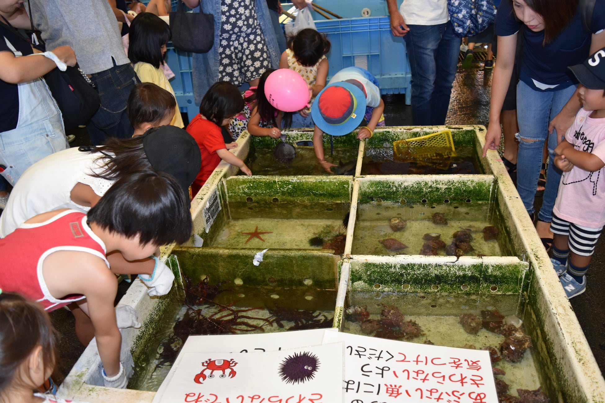 ▲さわる水族館の様子