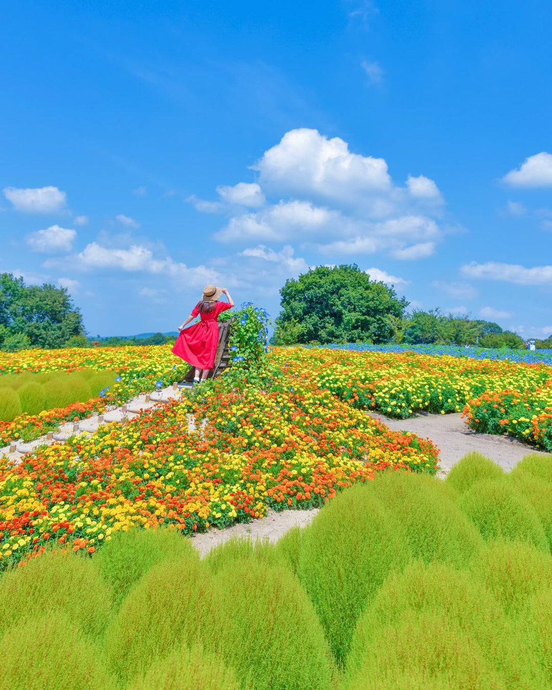 ドレスをイメージして植栽するプリンセスガーデン