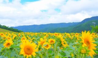 ほおのき平天空のひまわり園