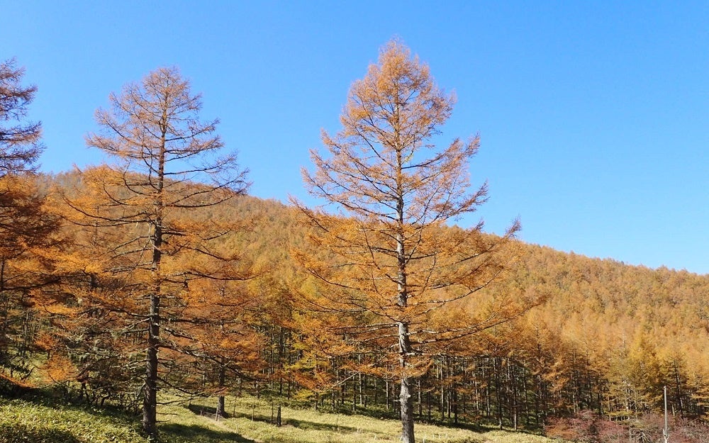 10月 カラマツの黄葉（写真提供：甘利山倶楽部）