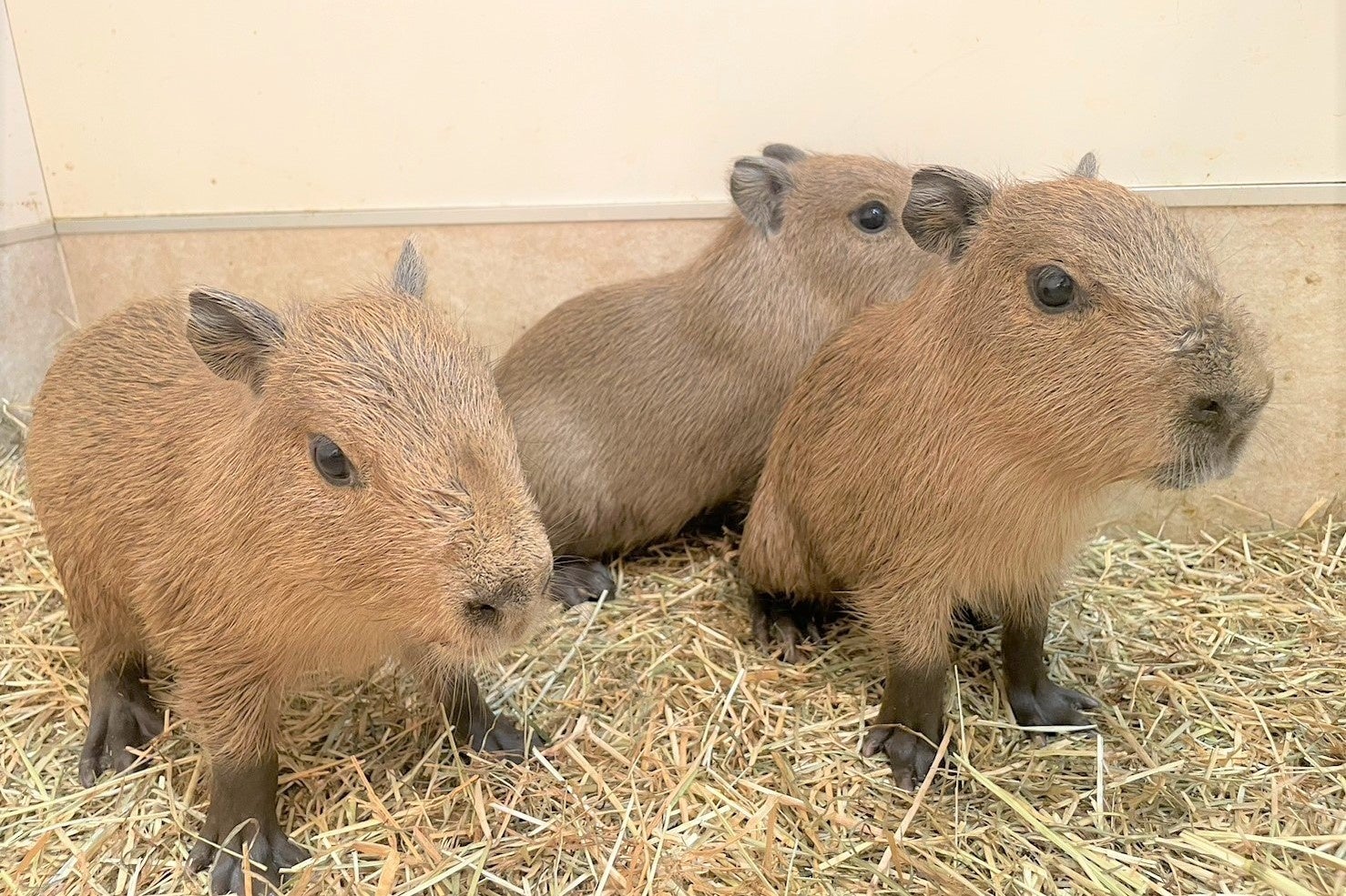 伊豆シャボテン公園／「アニタッチららぽーと名古屋みなとアクルス」でカピバラの3つ子の赤ちゃん誕生 | HOTTEL