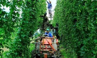 ホップの生産量日本一の岩手県遠野市　醸造しているビールには遠野産ホップを積極的に使用しています