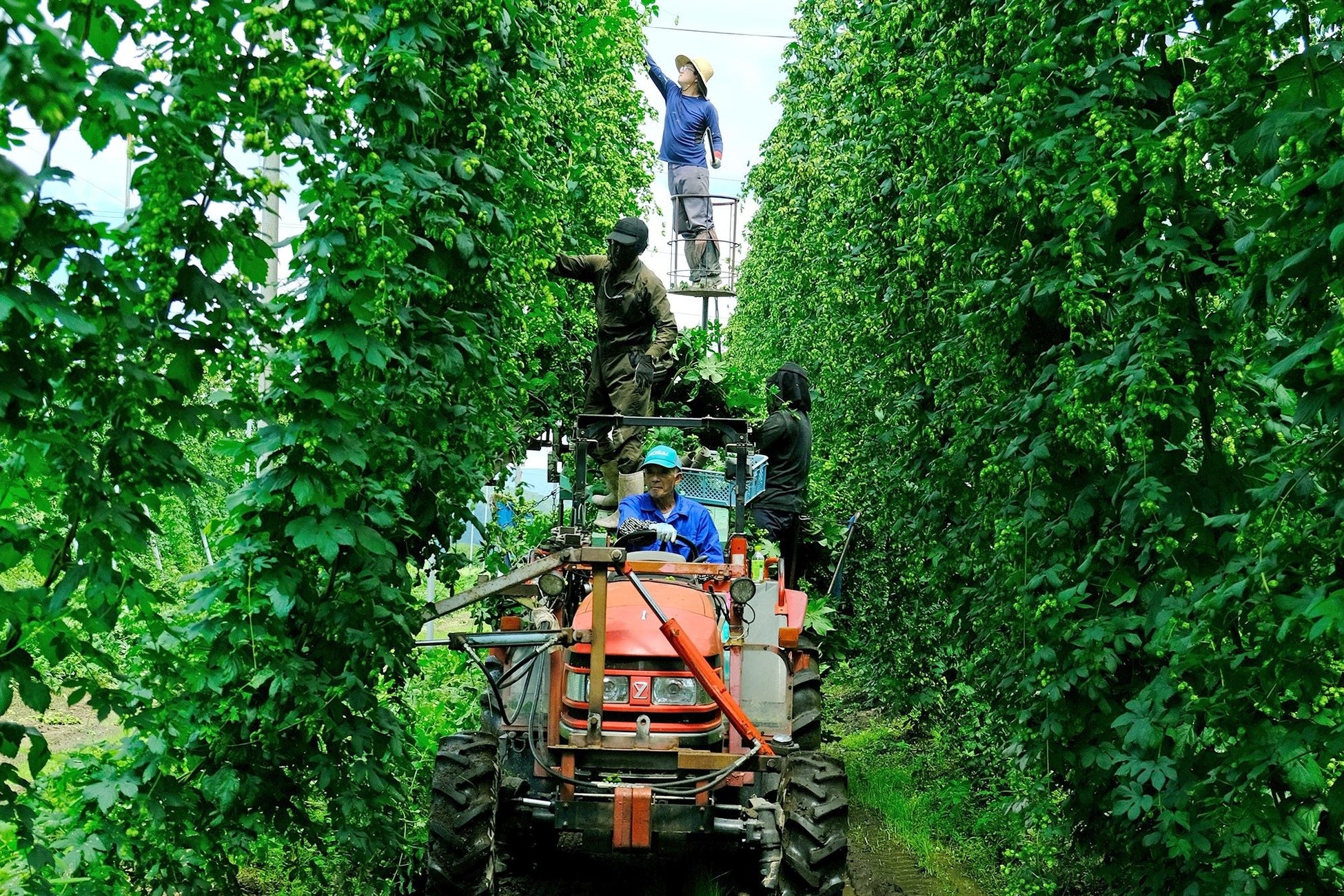 ホップの生産量日本一の岩手県遠野市　醸造しているビールには遠野産ホップを積極的に使用しています