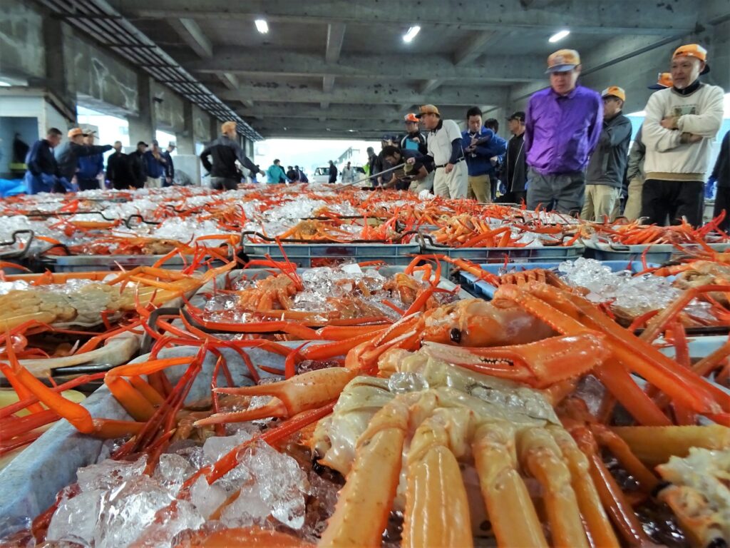 香住蟹の漁が9月1日いよいよ解禁します