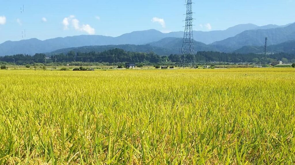 林農産が育てる　富山の新しいお米