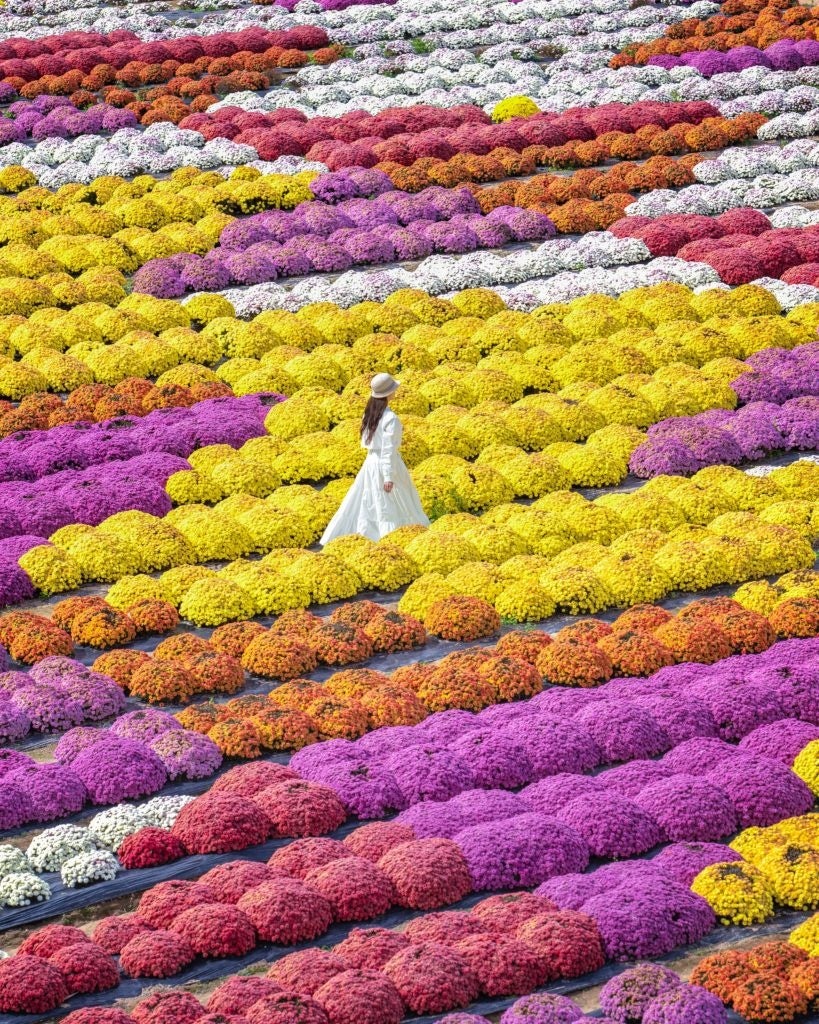 ポンポンとまるい花形がかわいらしいガーデンマムの絶景は必見です