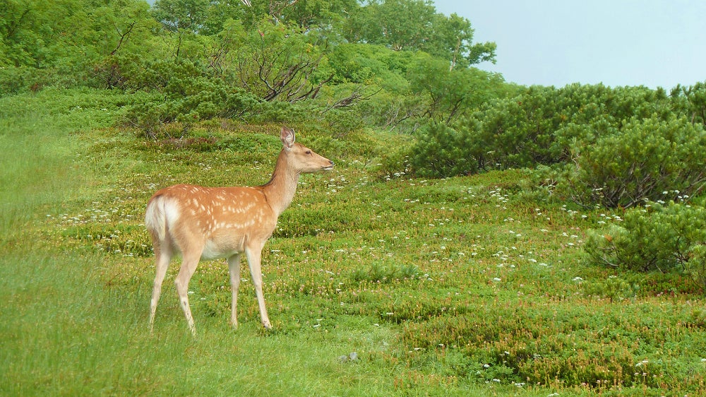 層雲峡にはよく鹿が現れます
