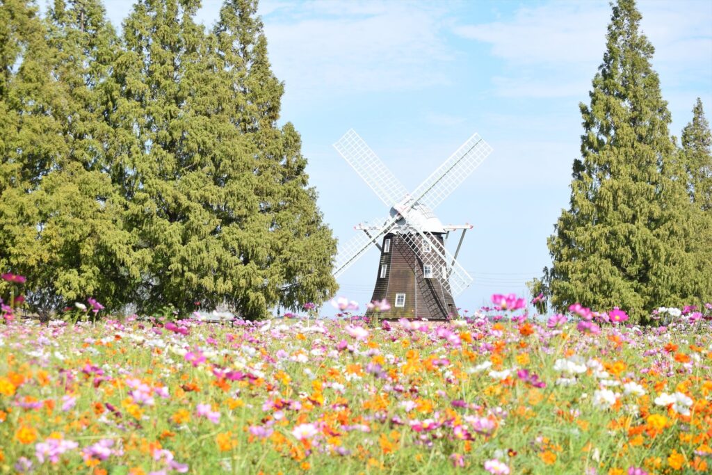 【入園・駐車場ともに無料】公園のシンボル『風車』と広大なコスモス花畑