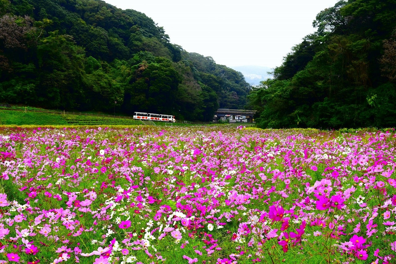 三浦半島最大級・約1.8haのコスモス園にて約100万本のコスモスが開花リレー